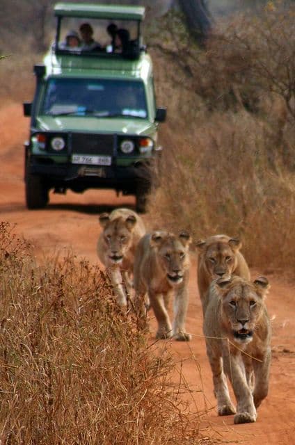 A preview image of the Nature & Lion Walk tour.