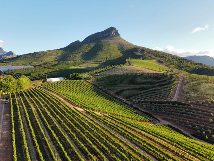 A preview image of the Stellenbosch Winelands tour.