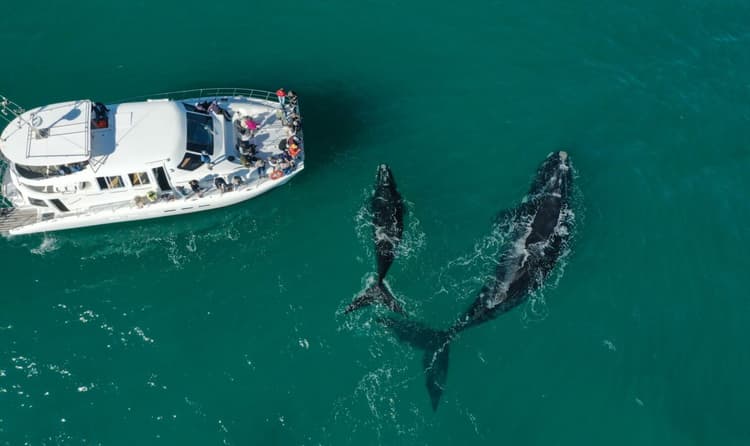 A preview image of the Whale Watching Tour in Hermanus tour.