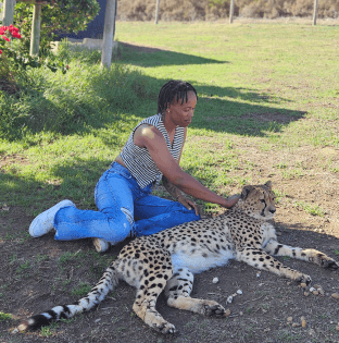 A scenic view of a vineyard in Cape Town.
